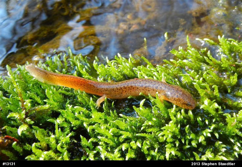 Northern Red Salamander