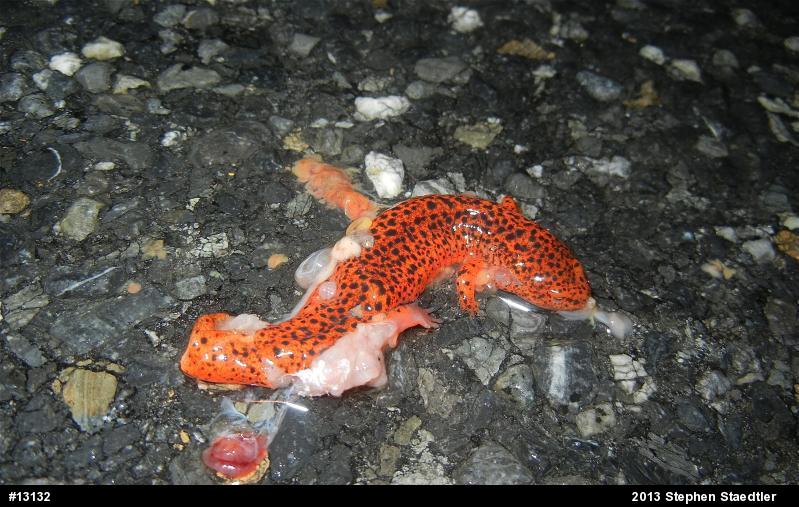 Northern Red Salamander