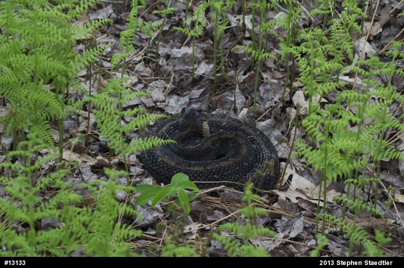 Timber Rattlesnake