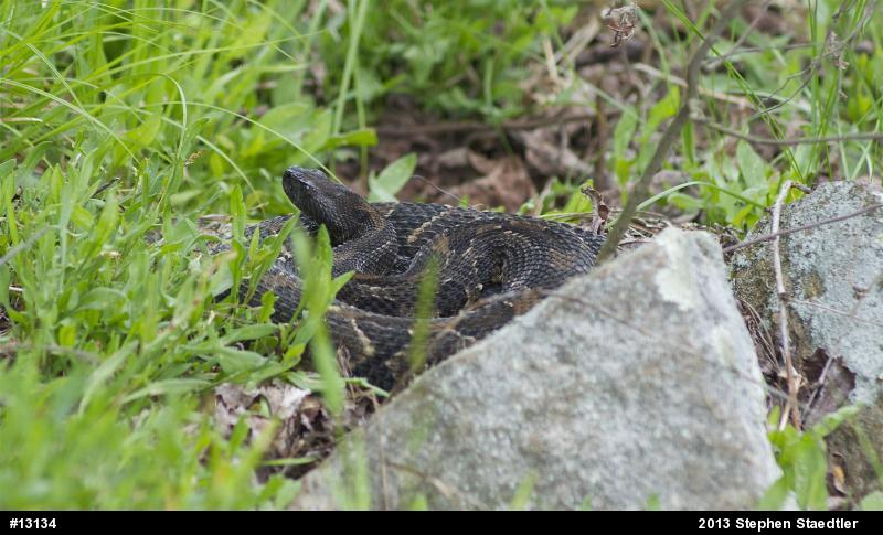 Timber Rattlesnake
