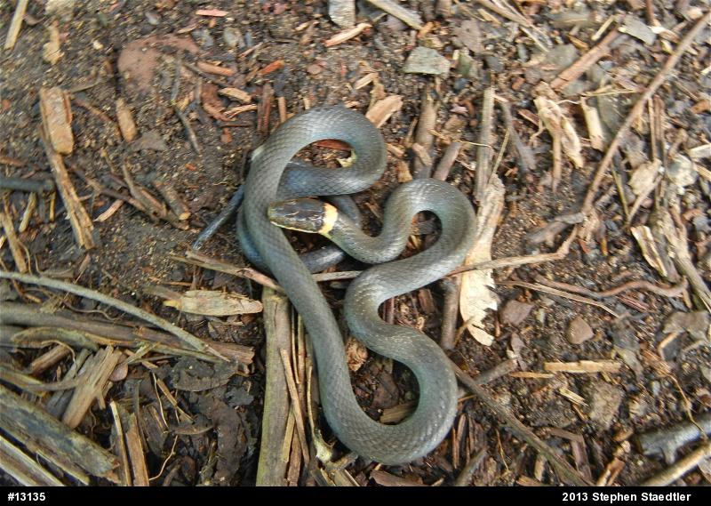 Northern Ring-necked Snake