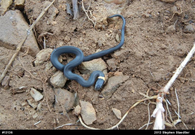 Northern Ring-necked Snake