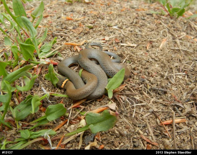 Northern Ring-necked Snake