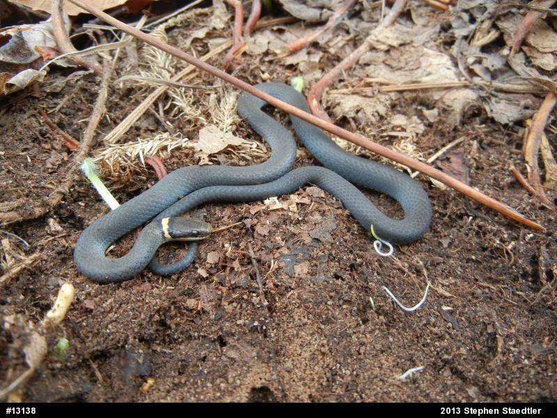 Northern Ring-necked Snake