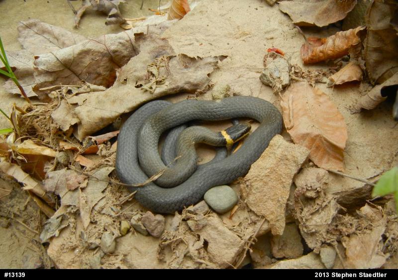 Northern Ring-necked Snake