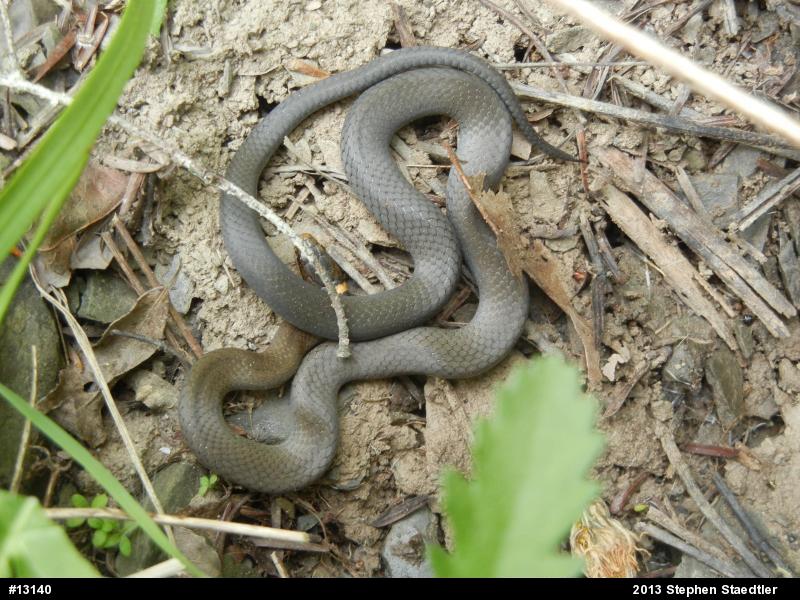 Northern Ring-necked Snake