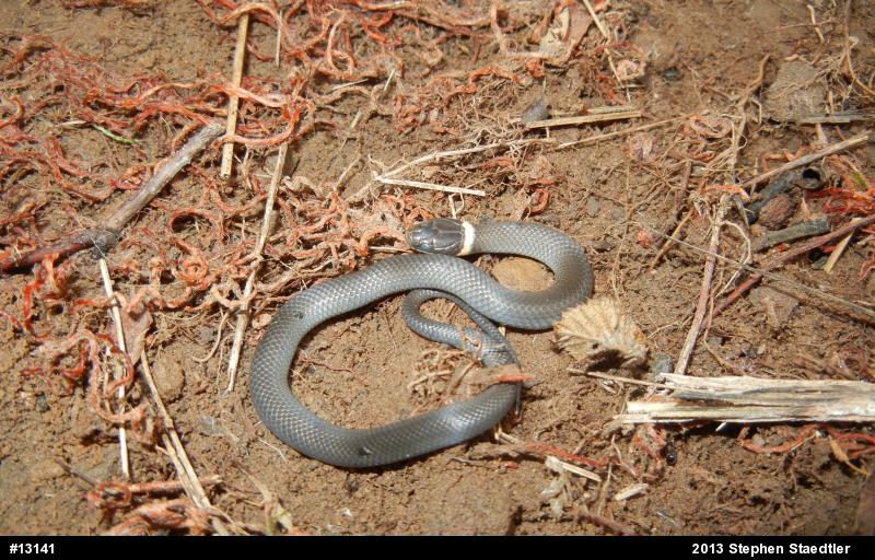 Northern Ring-necked Snake