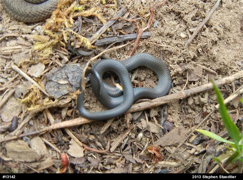 Northern Ring-necked Snake