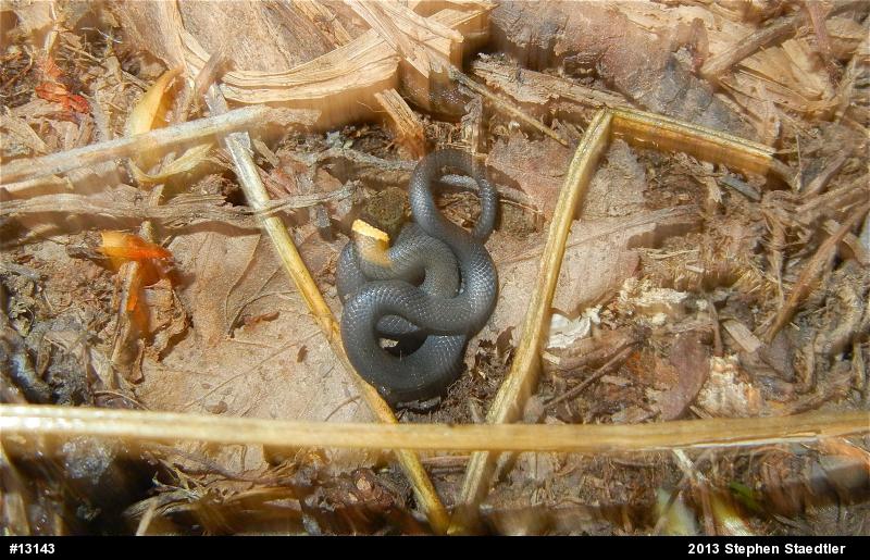 Northern Ring-necked Snake