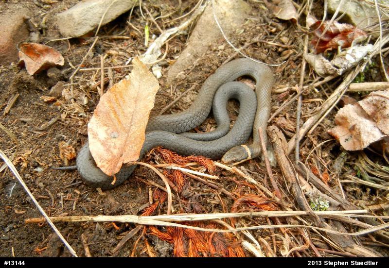 Northern Ring-necked Snake