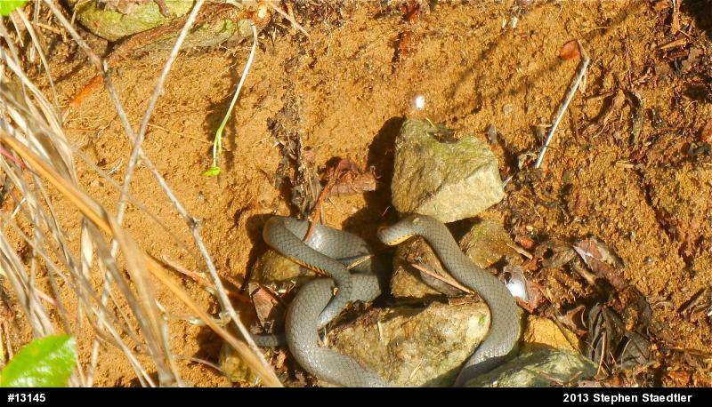 Northern Ring-necked Snake