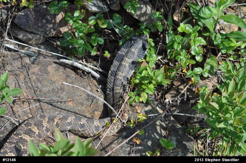 Eastern Hog-nosed Snake