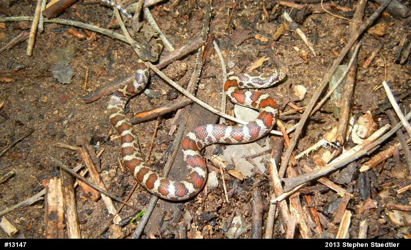 Eastern Milksnake