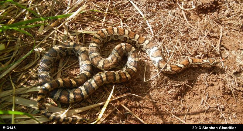 Eastern Milksnake
