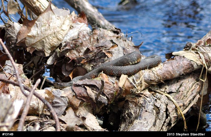 Northern Watersnake