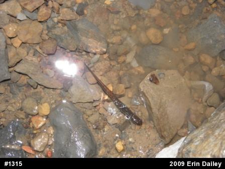 Northern Dusky Salamander