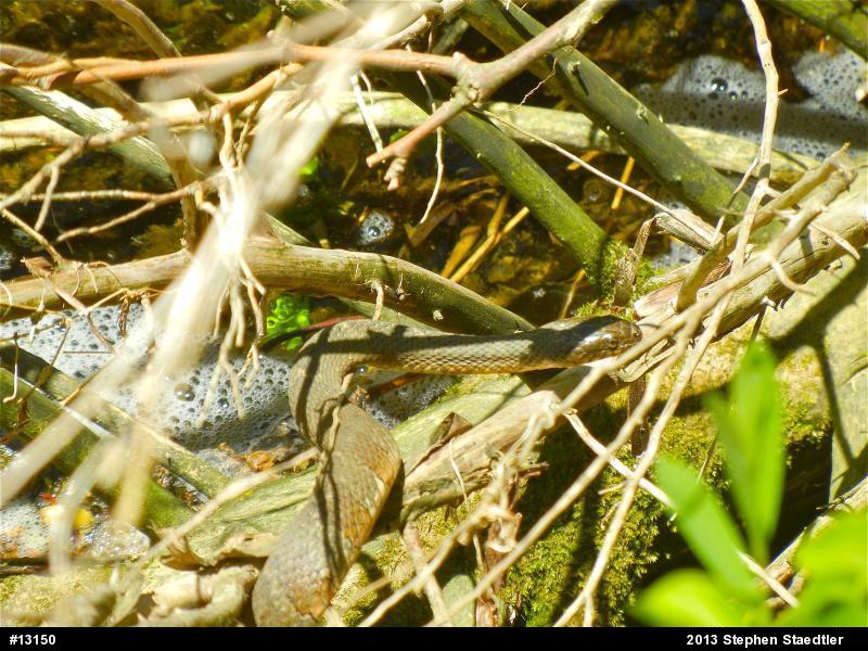 Northern Watersnake