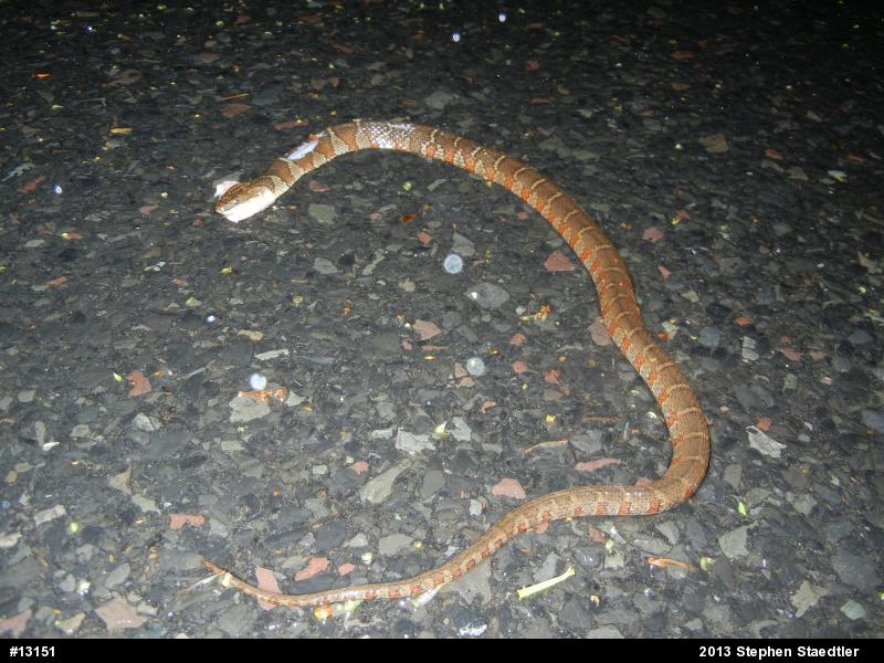 Northern Watersnake