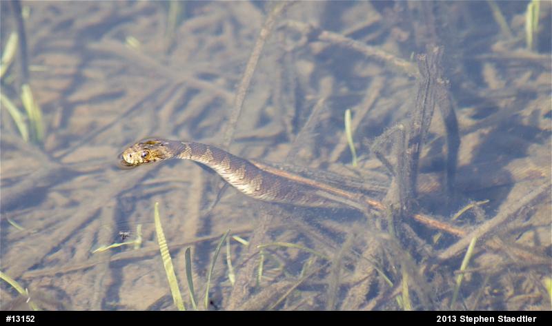 Northern Watersnake