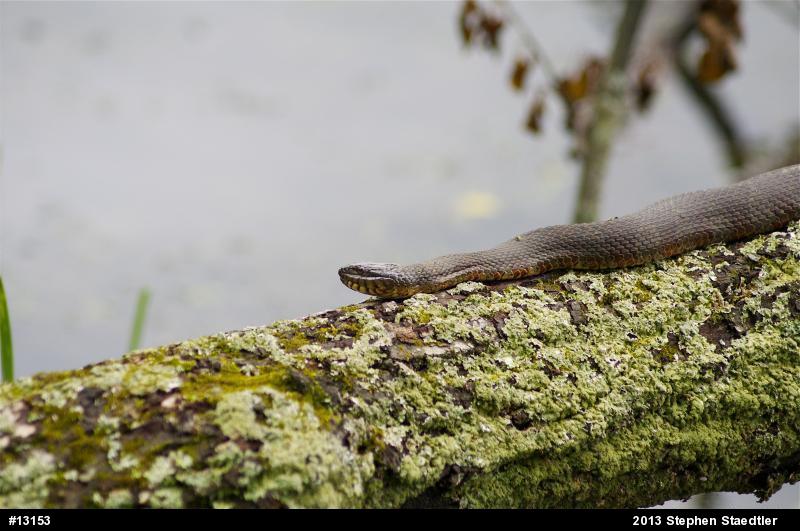 Northern Watersnake
