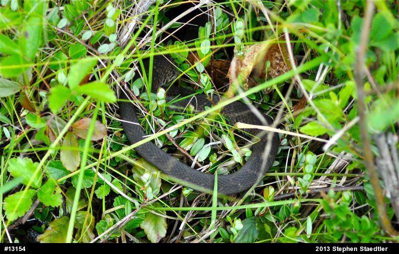 Northern Watersnake