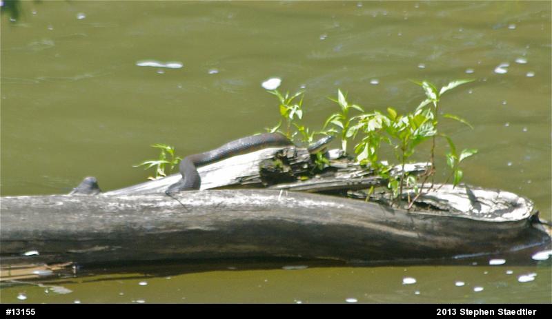 Northern Watersnake