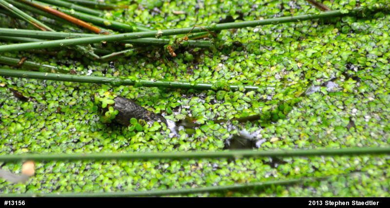 Northern Watersnake