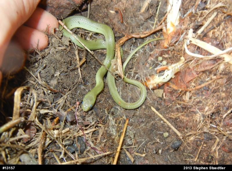Smooth Greensnake