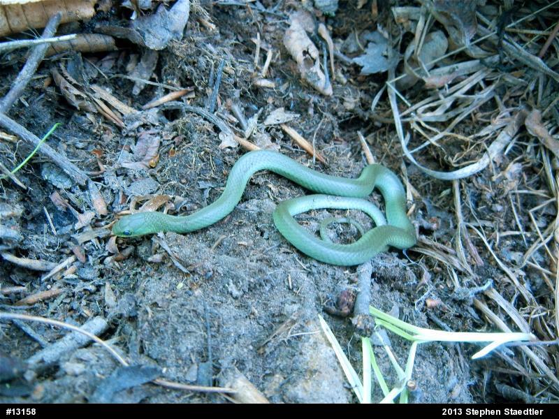Smooth Greensnake