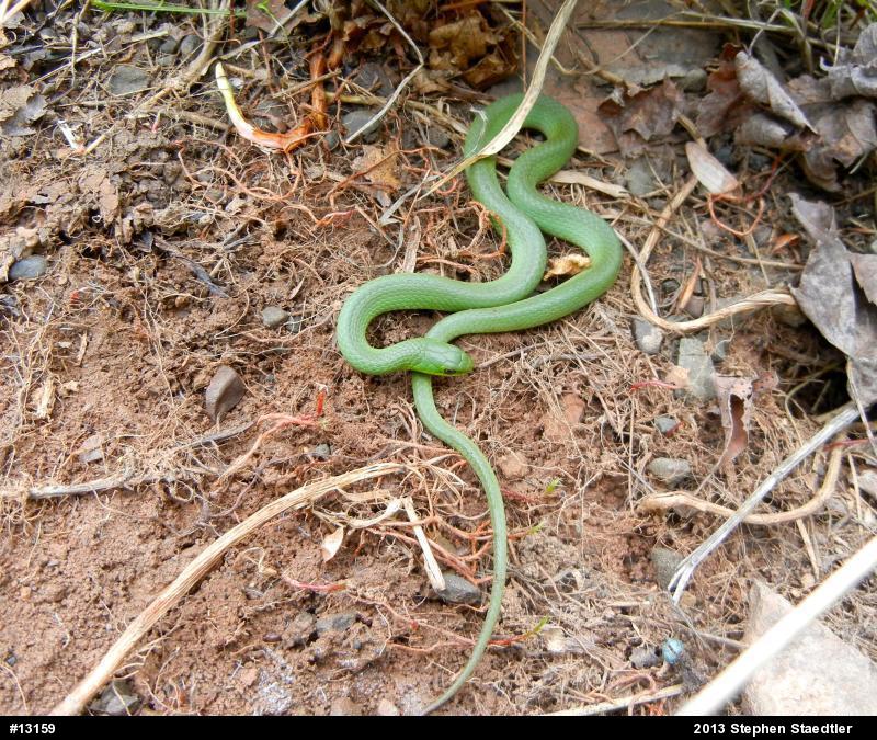 Smooth Greensnake