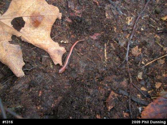 Eastern Red-backed  Salamander