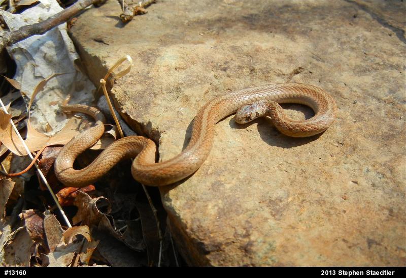 Dekay's Brownsnake