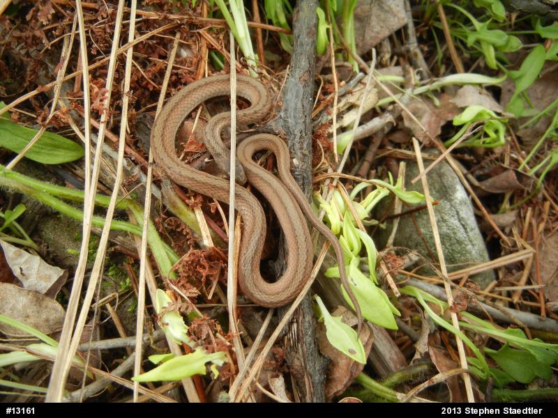 Dekay's Brownsnake