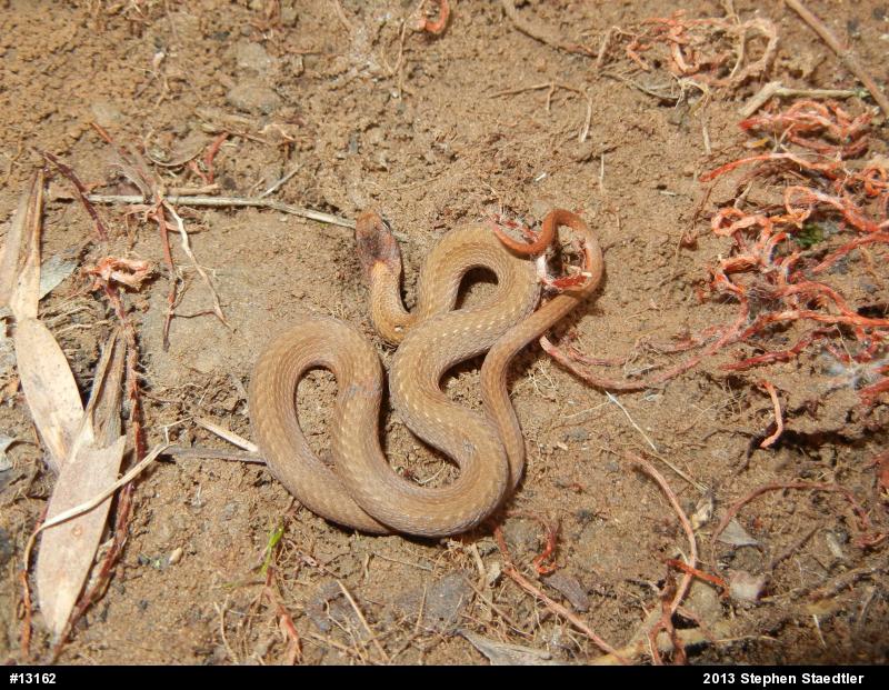 Red-bellied Snake