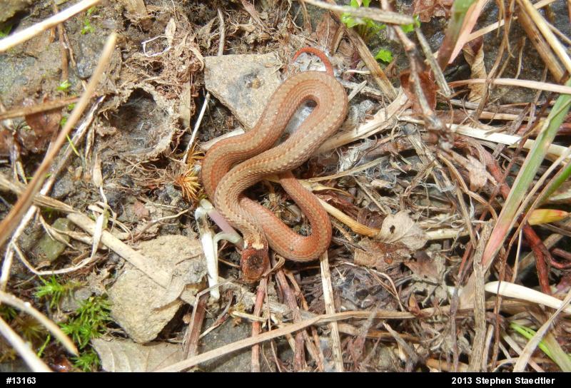 Red-bellied Snake