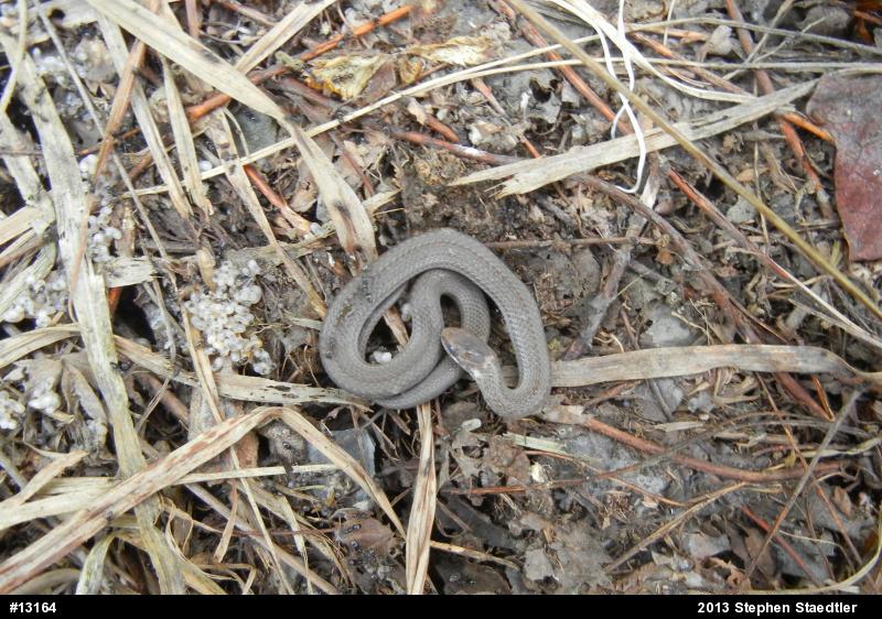 Red-bellied Snake