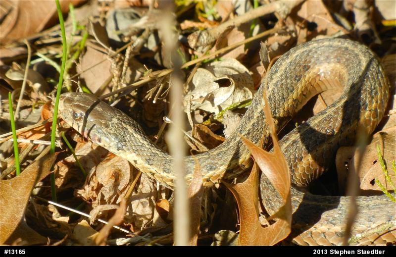 Eastern Gartersnake