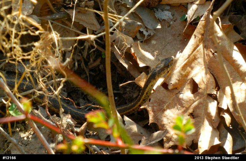 Eastern Gartersnake