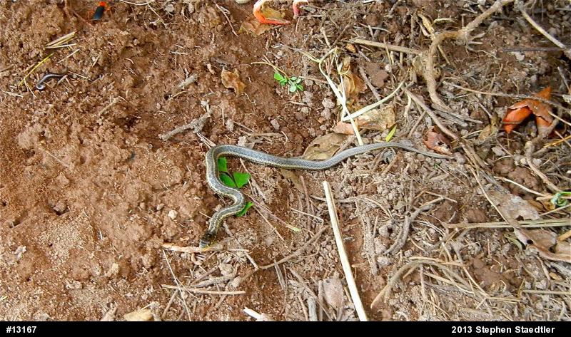 Eastern Gartersnake