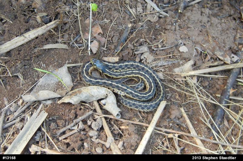Eastern Gartersnake