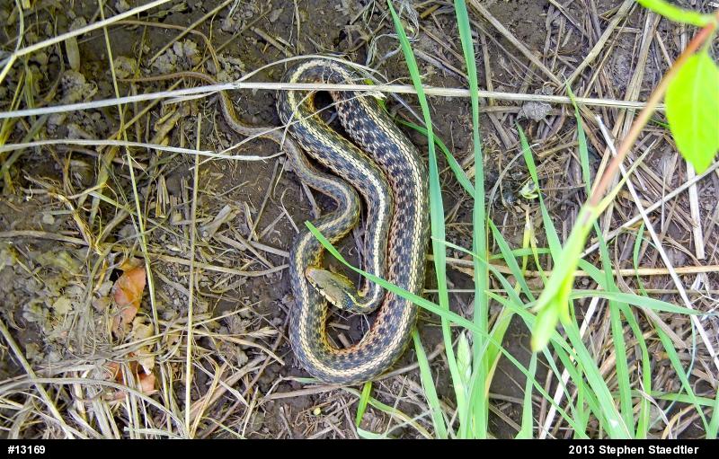 Eastern Gartersnake