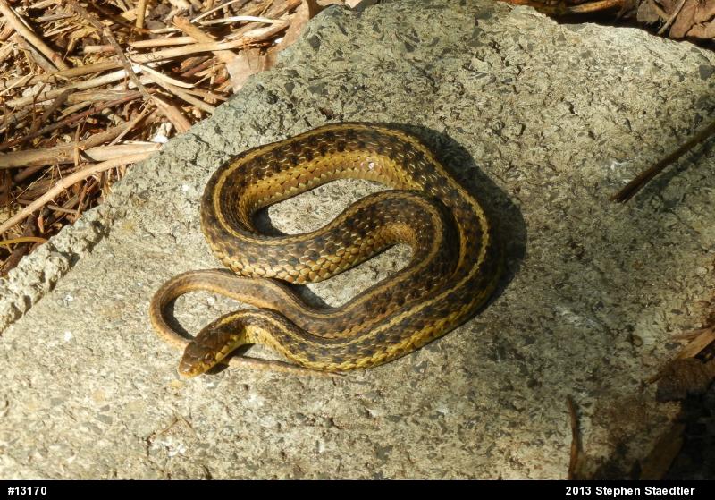 Eastern Gartersnake