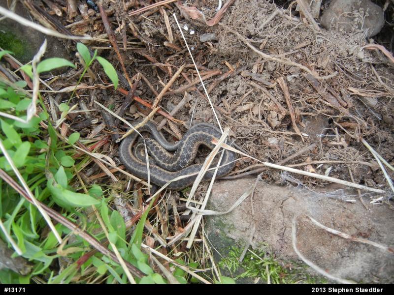 Eastern Gartersnake
