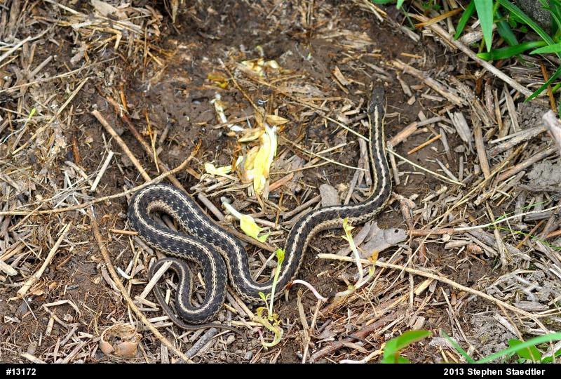 Eastern Gartersnake