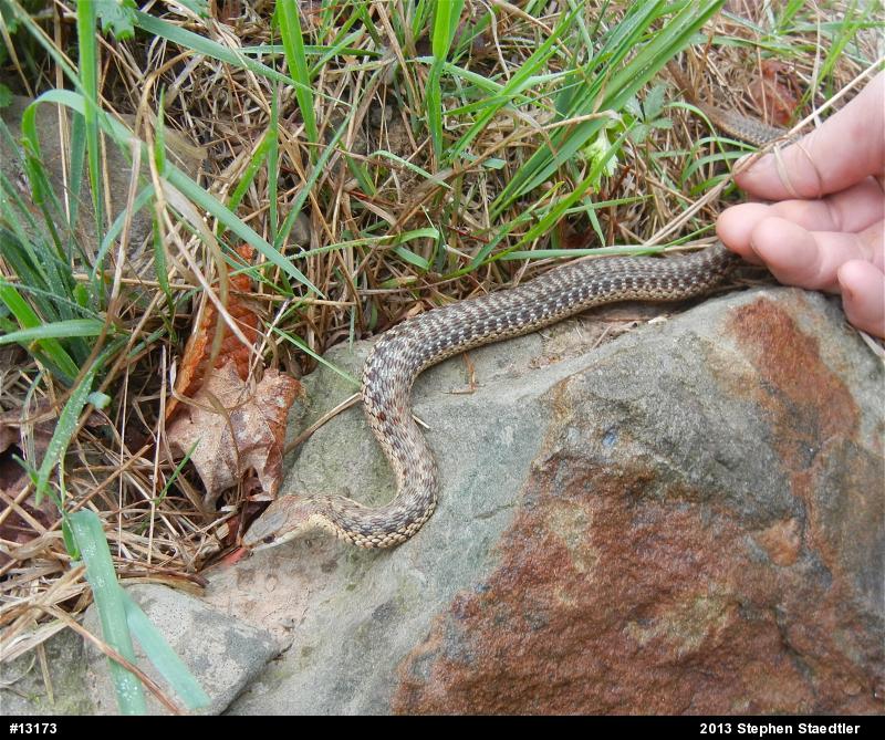 Eastern Gartersnake