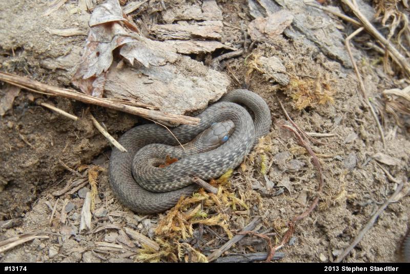 Eastern Gartersnake