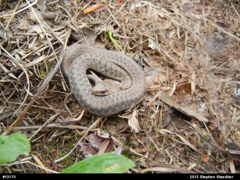 Eastern Gartersnake