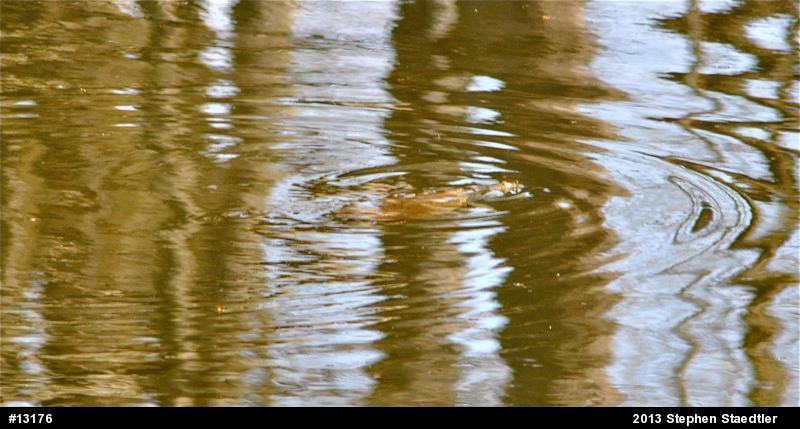 Eastern Spiny Softshell
