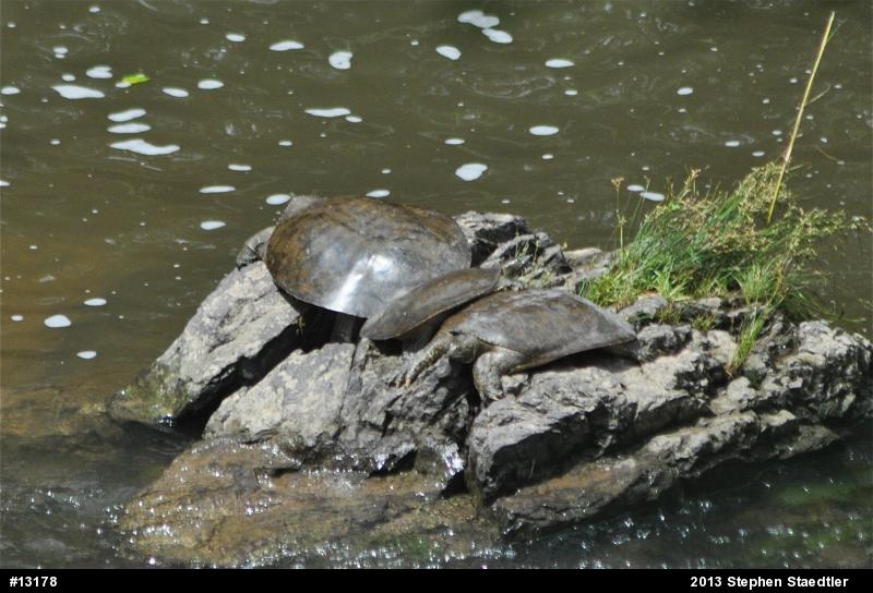 Eastern Spiny Softshell