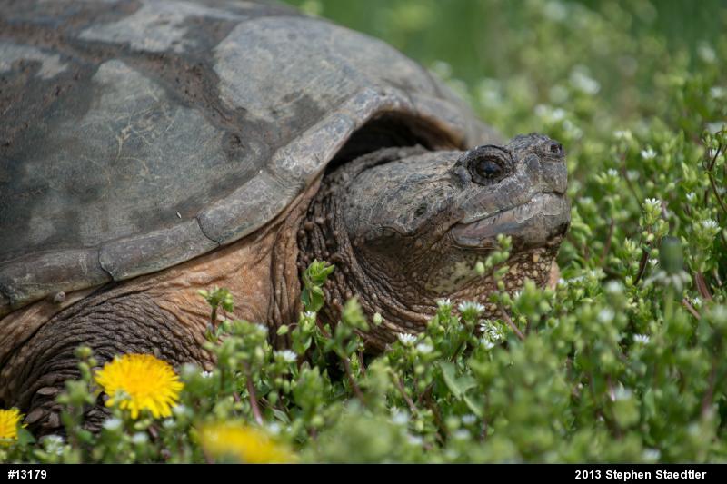 Snapping Turtle
